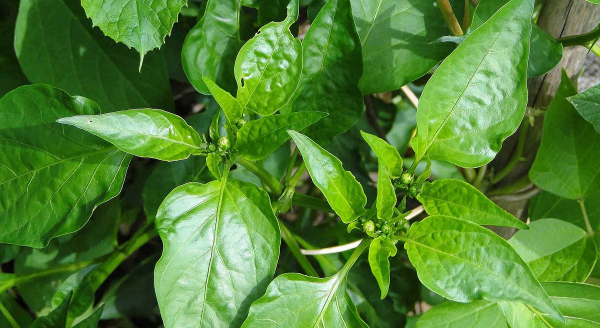 Health Benefits of Basil