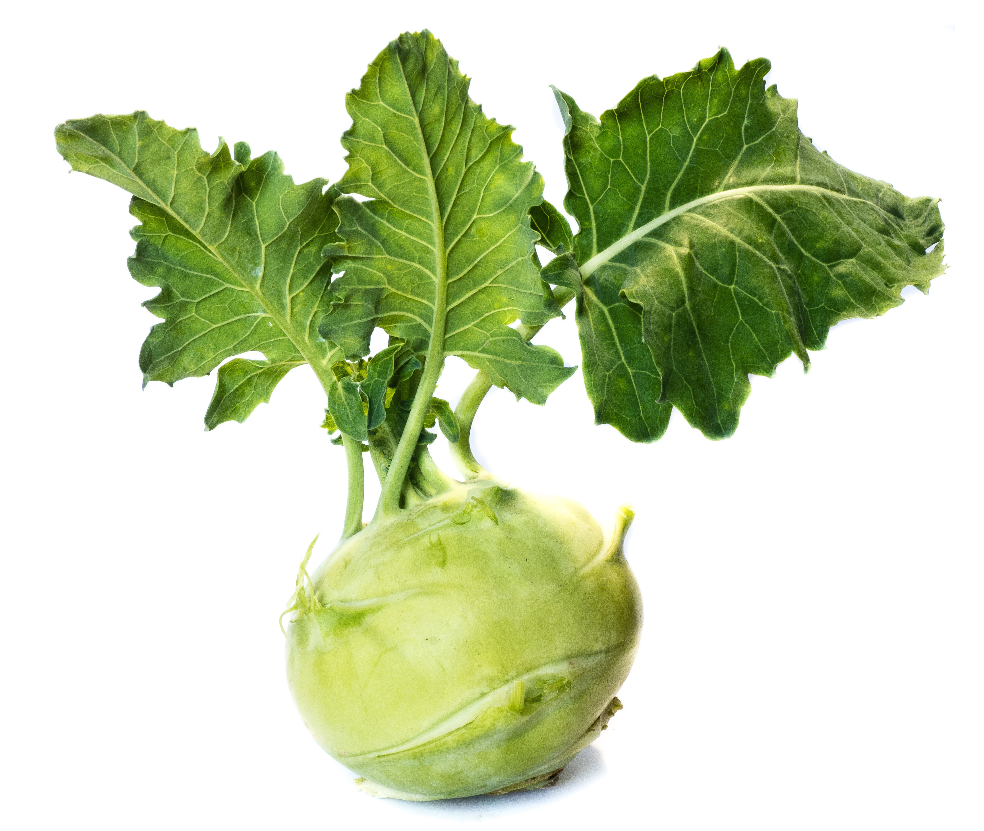 Kohlrabi auf weien Hintergrund - Purple Carrot