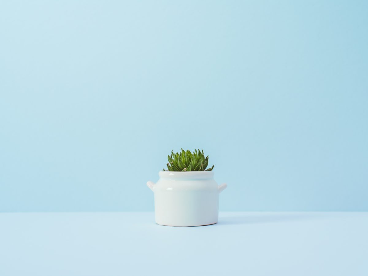 plant