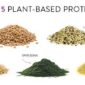 What are the best Plant-Based Proteins?