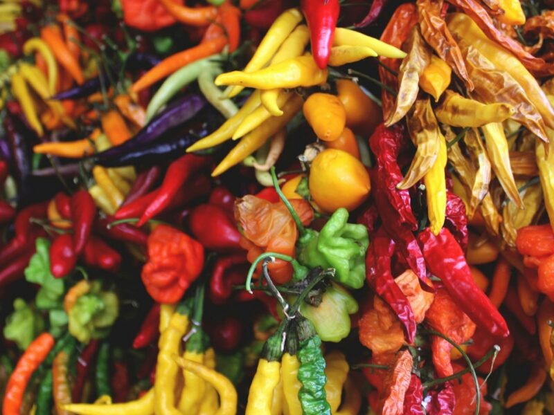 Colorful chilis are hung to dry. The chiles illustrate spice often found in vegan Cinco de Mayo recipes.