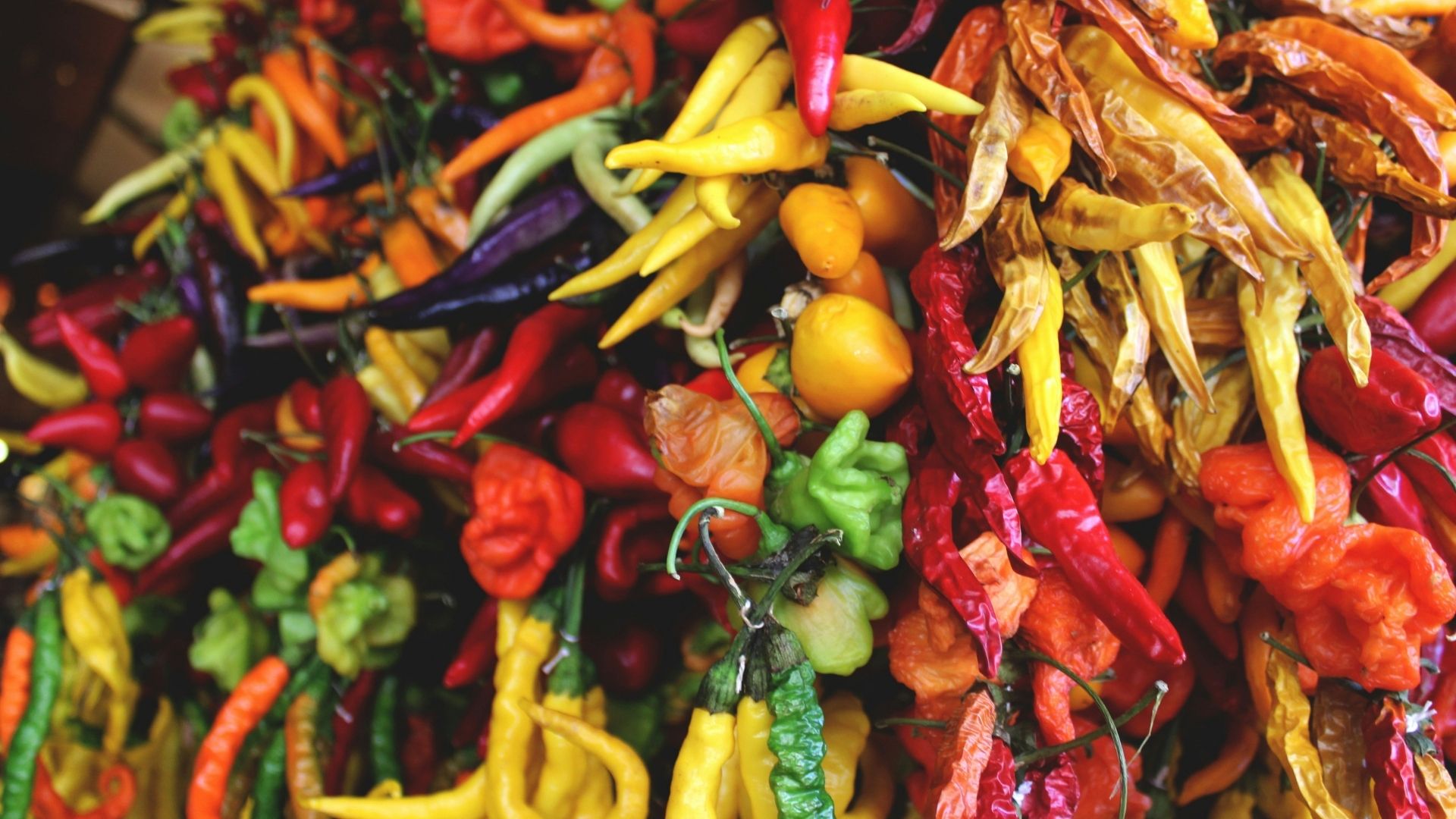 Colorful chilis are hung to dry. The chiles illustrate spice often found in vegan Cinco de Mayo recipes.