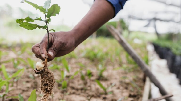 A Black person holds a tree sapling and is putting the small plant in the ground.